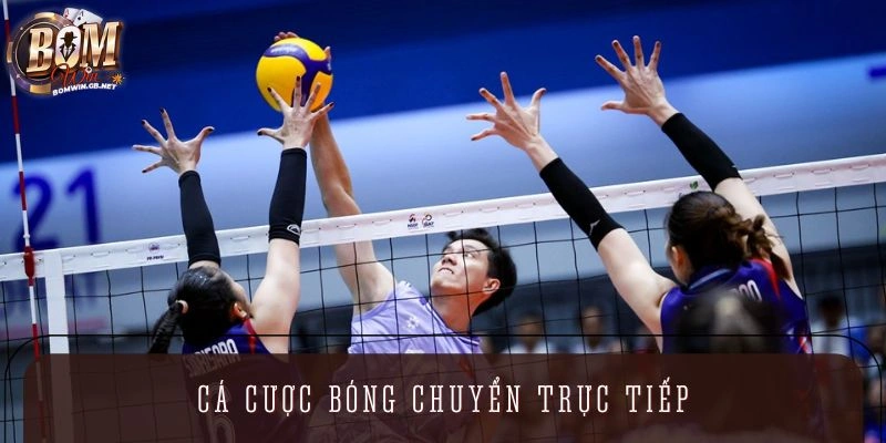 Dự đoán bóng chuyền trực tiếp